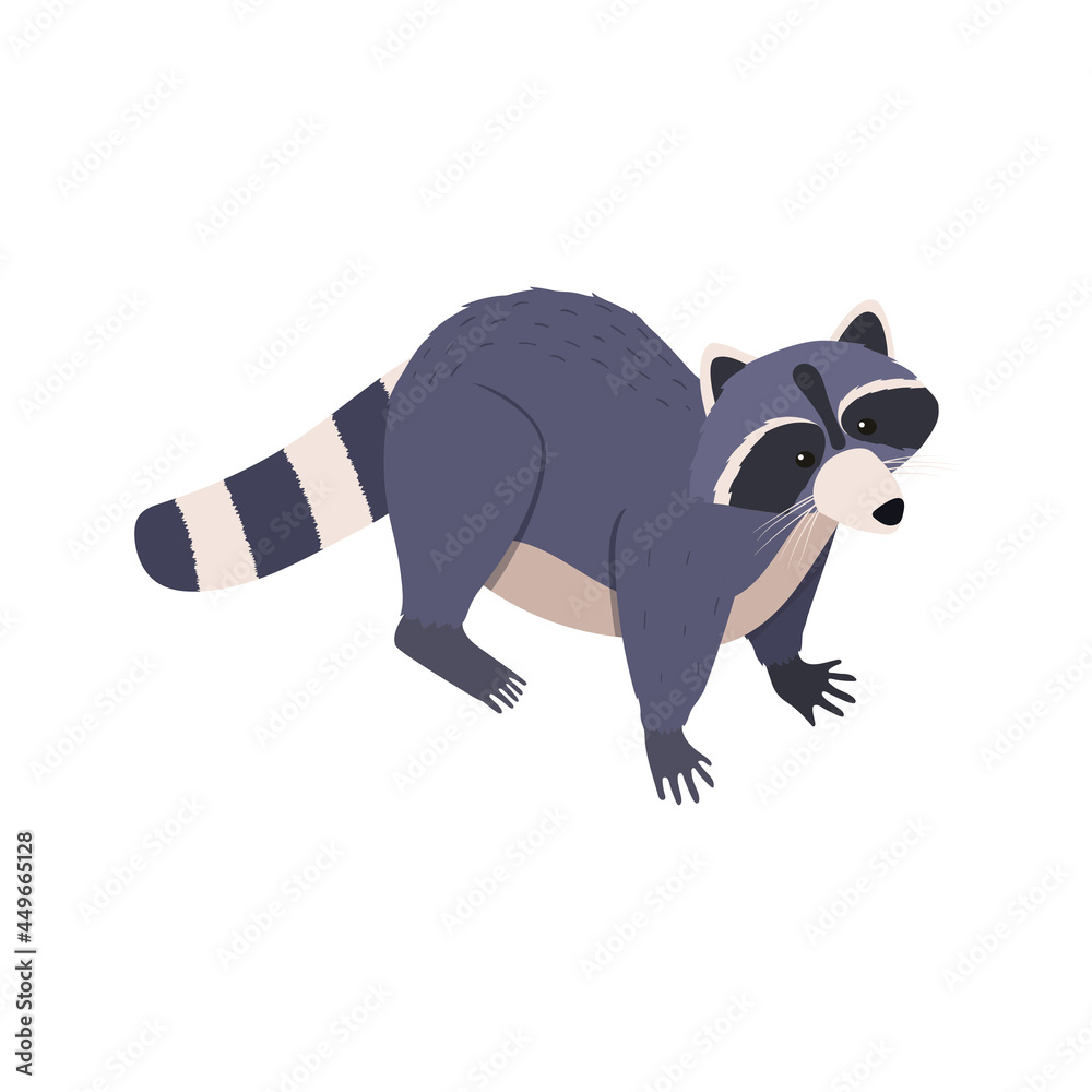 Obraz premium Racoon Isometric Illustration