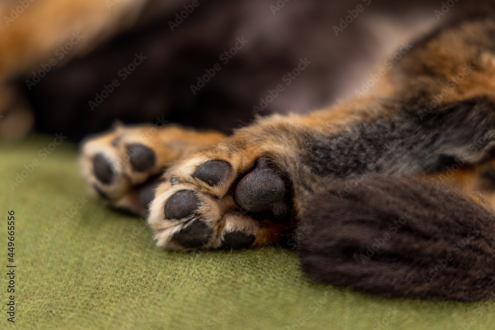 ソファーで寝る愛犬のダックスフンドの後ろ足の黒い肉球と尻尾