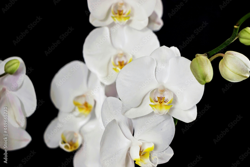 close up of white orchid flower bouquet on black background close up of white orchid flower bouquet on black background