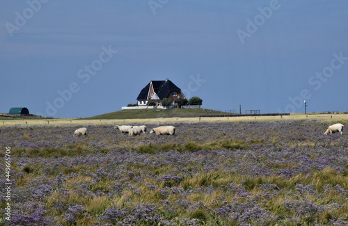 Schafe auf der Hallig Nordstrandischmoor photo