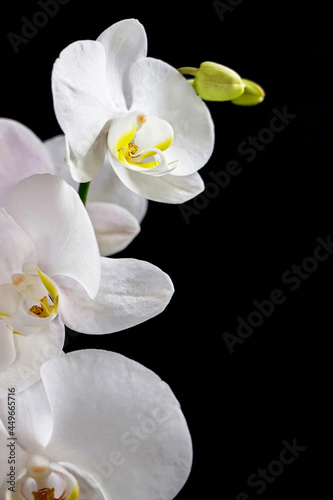 close up of white orchid flower bouquet on black background 