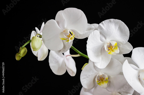 Fototapeta Naklejka Na Ścianę i Meble -  close up of white orchid flower bouquet on black background	