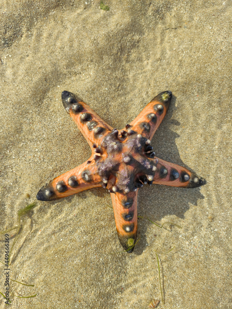 Starfish when the sea water recedes Starfish when the sea water recedes