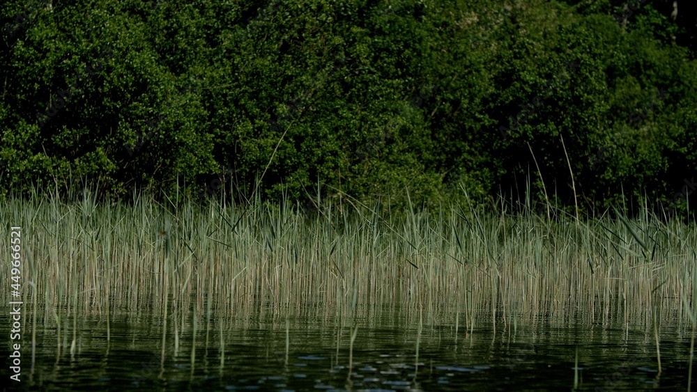 Low along the water, green stems sticking out of the water of the lake. View from below, sailing past a green island. Swim along the river next to an island with many trees.