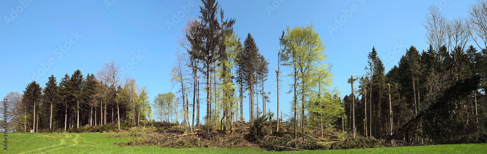 Windbruch nach Sturm im Wald, Waldschäden, Bayern, Deutschland, Europa, Panorama