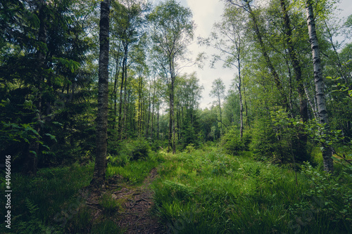 Eder Quellgebiet  Erlebsnispfad  Wald im Siegerland