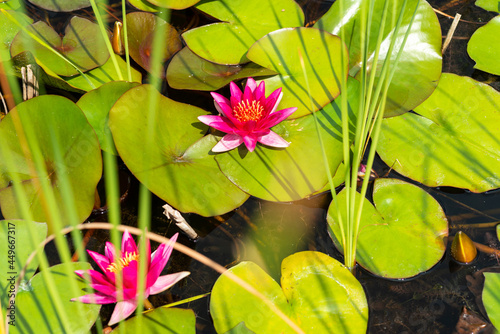 seerose seelilie blüte rot blühen sommer teich photo