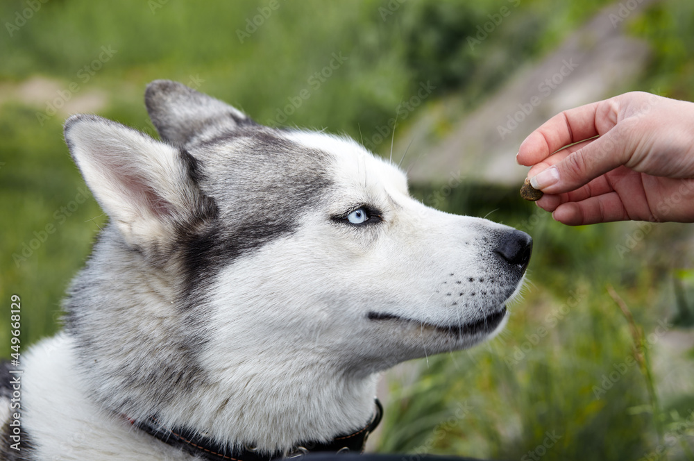 Young woman feeding her dog, siberian husky breed. Friendship of a dog and a woman, outdoors