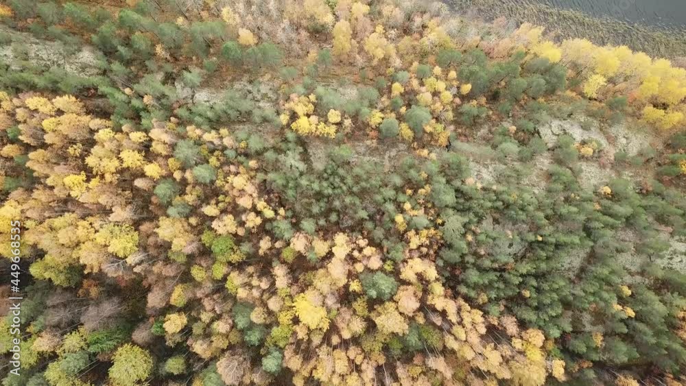 autumn in the forest