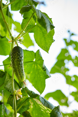 Cucumber grows in a greenhouse. Growing fresh vegetables in a greenhouse