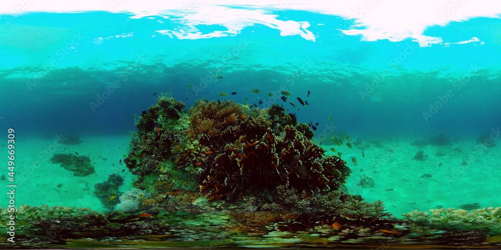 Underwater Colorful Tropical Fishes. wonderful and beautiful underwater colorful fishes and corals in the tropical reef. Philippines. 360 panorama VR