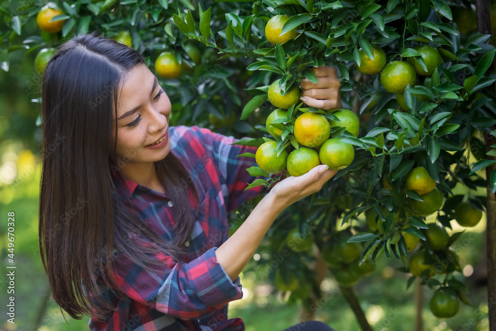 A girl who owns a tangerine garden in a plaid shirt checks the tangerines in her garden. A girl who owns a tangerine garden in a plaid shirt checks the tangerines in her garden.