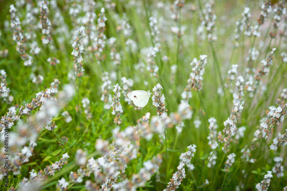 blühende blumenwiese schmetterling weiß lavendel blühende blumenwiese schmetterling weiß lavendel