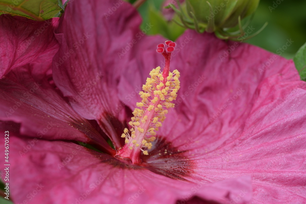 Swamp rose mallow (Marsh Hibiscus) Hibiscus moscheutos closeup pink