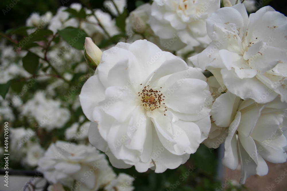 Rosa Rosa