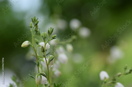 Daboecia cantabrica white flowers bokeh background, space for text. photo