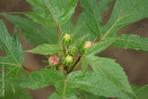 Swamp rose mallow (Marsh Hibiscus) - Hibiscus moscheutos flower buds before blooming  pink  among leaves. photo