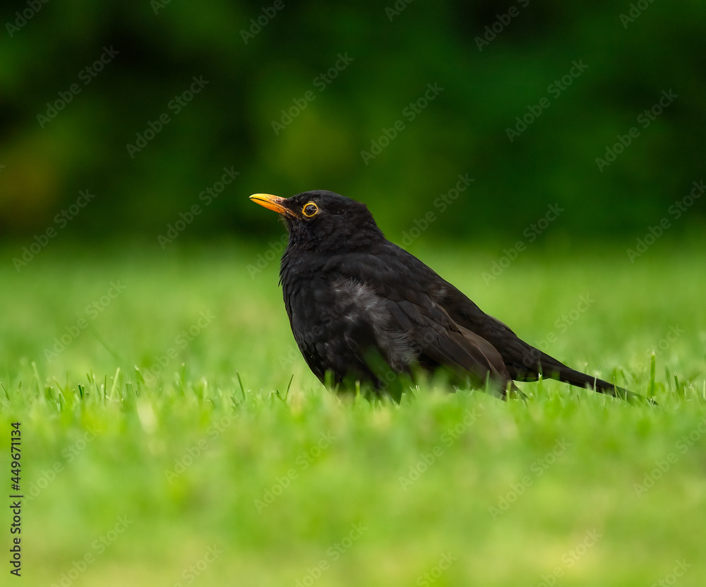 Amsel jungvogel auf einer wiese Amsel jungvogel auf einer wiese