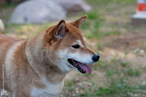 A Japanese Shiba Inu dog named Ayumi