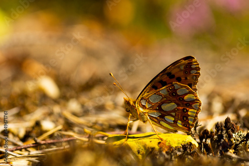 Macro shot of a Hipparchia butterfly photo