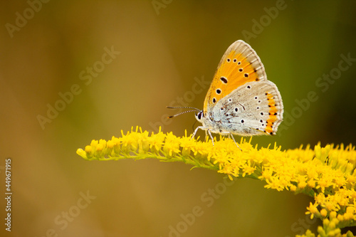 Macro shot of an Anthocharis cardamines, the orange tip butterfly on a flower photo