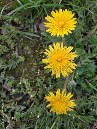 Dandelion Tar xacum is a genus of perennial herbaceous plants of the Astrope family, or Complex. Three flowers in a row. Top view photo