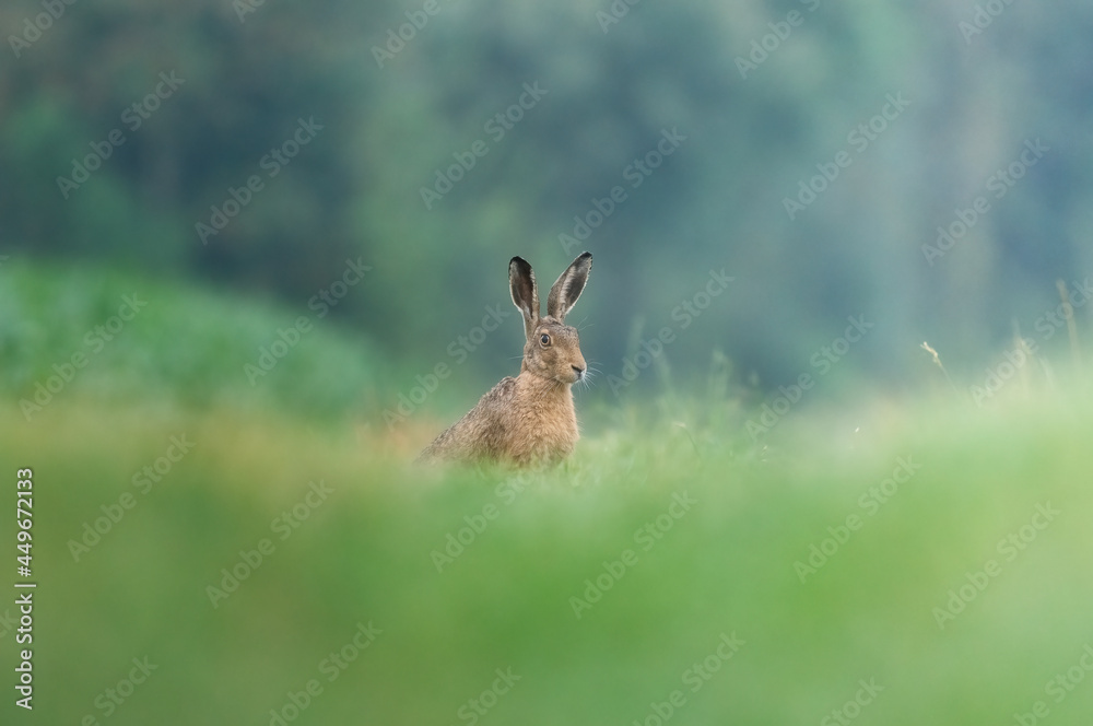 Obraz premium rabbit in the grass