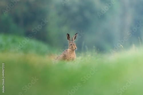 rabbit in the grass © Pixsas