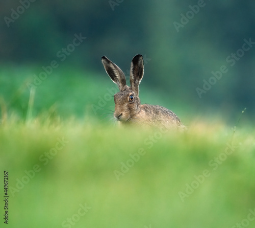rabbit in the meadow © Pixsas