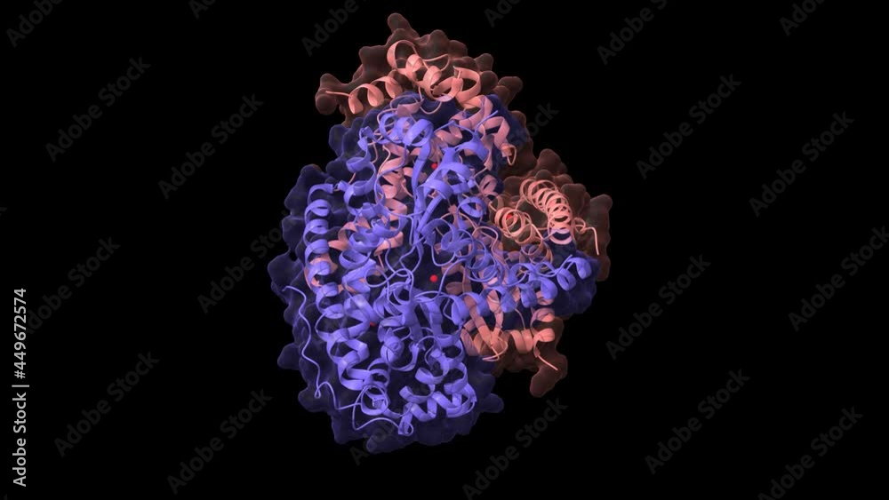 Structure of native human manganese (red) superoxide dismutase, animated 3D cartoon and Gaussian