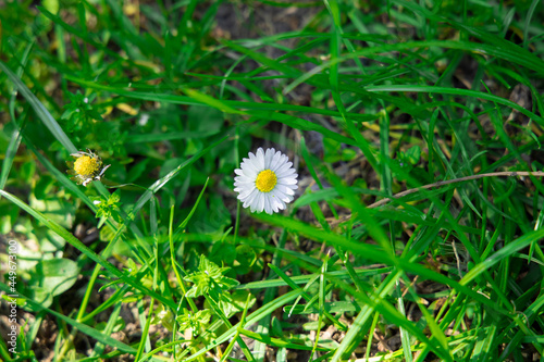 soft focus chamomile white flower blossom on a grass meadow in sunny spring day time