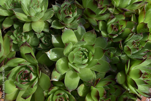 Planta sempervivum tectorum 