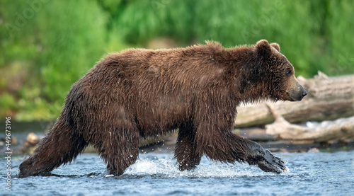 Brown bear running on the river and fishing for salmon. Brown bear chasing sockeye salmon at a river. Kamchatka brown bear, scientific name: Ursus Arctos Piscator. Kamchatka, Russia.