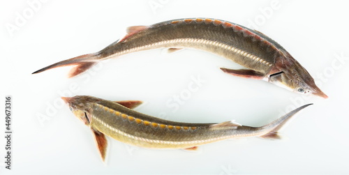 two raw sturgeon fish are on white background 