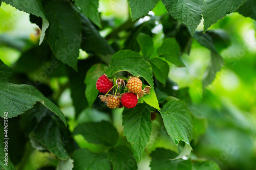 Raspberry plant and berries in organic garden spring concept