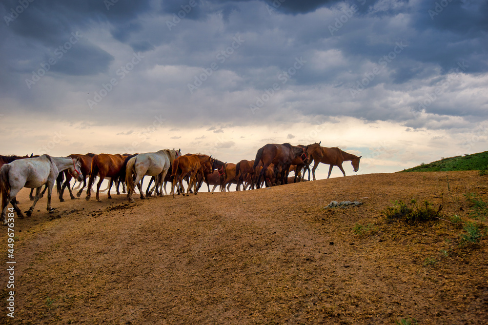 herd of horses at golden hour