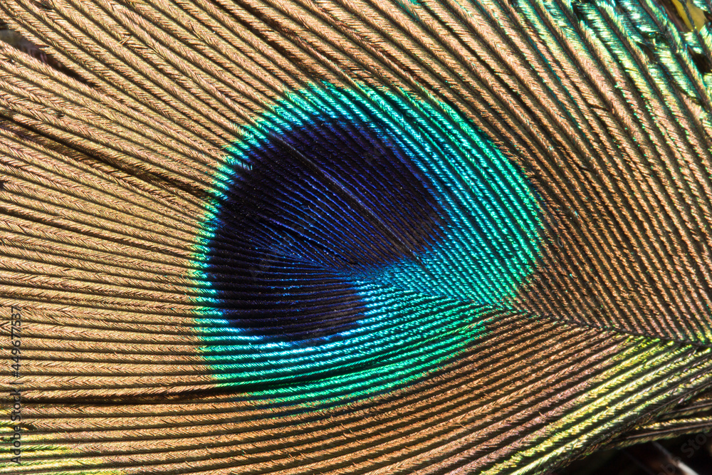Fototapeta premium Male Peacock 