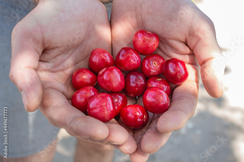 cherries in the palm of the hand, harvest from your own garden © Tam Sam