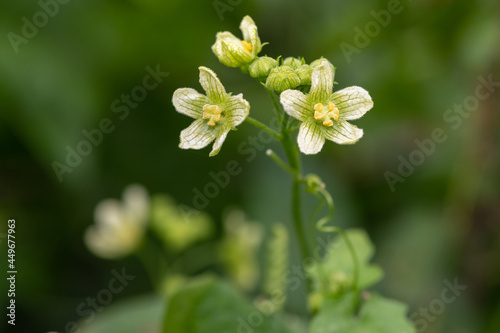 White bryony  bryonia alba  flowers in bloom