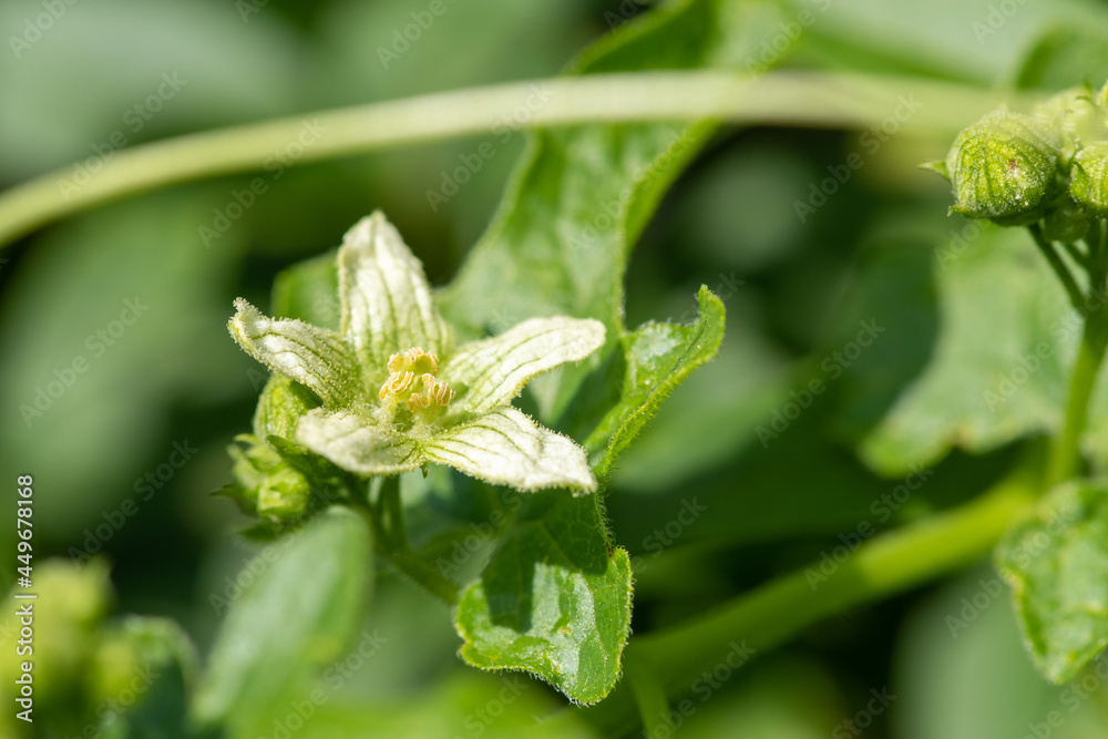 Macro shot of a white bryony (bryonia alba) flower Macro shot of a white bryony (bryonia alba) flower