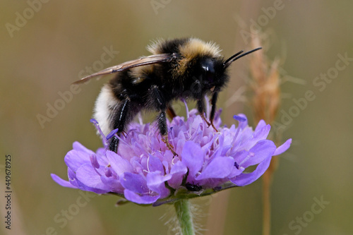 Dunkle Erdhummel // Buff-tailed bumblebee (Bombus terrestris) © bennytrapp