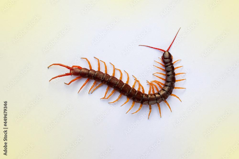 A centipede on a pink background. It is a poisonous animal and has a lot of legs. It's on white background. A centipede on a pink background. It is a poisonous animal and has a lot of legs. It's on white background.