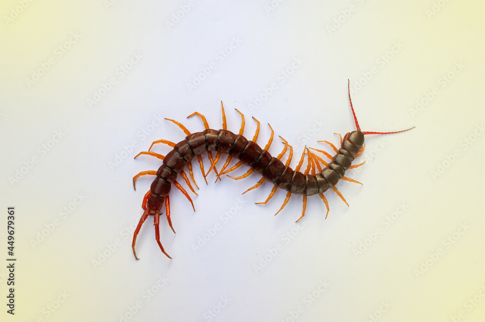A centipede on a pink background. It is a poisonous animal and has a lot of legs. It's on white background. A centipede on a pink background. It is a poisonous animal and has a lot of legs. It's on white background.