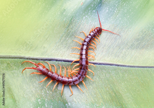 Centipedes are poisonous animals. Able to bite and release poison to enemies, it climbs on the leaves, light fair. © Anan