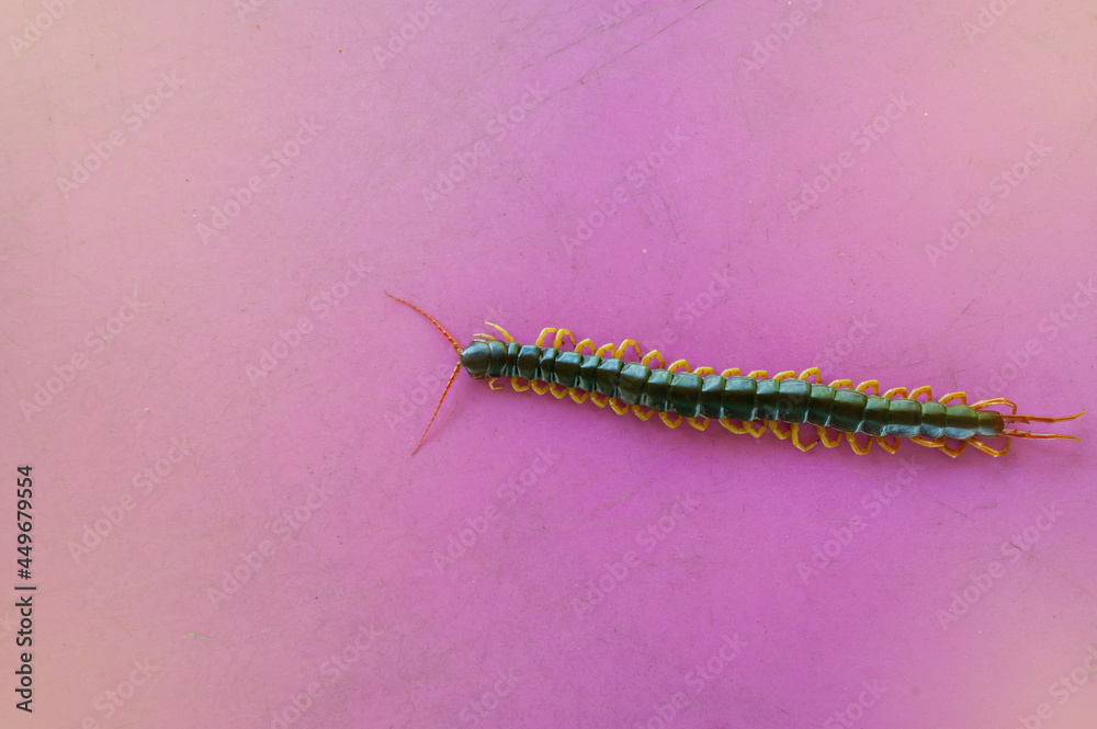 A centipede on a pink background. It is a poisonous animal and has a lot of legs. A centipede on a pink background. It is a poisonous animal and has a lot of legs.