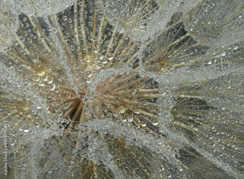 goatbeard flower with water drops photo