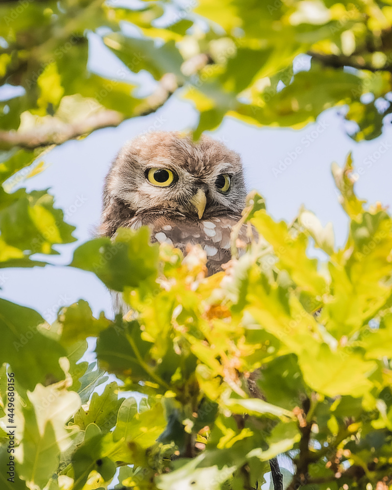 Little Owl, Richmond Park. Little Owl, Richmond Park.