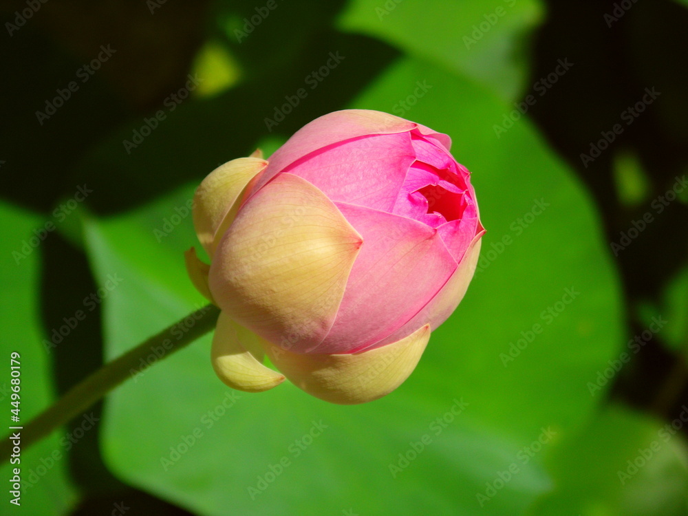 ピンクの蓮の花の蕾 ピンクの蓮の花の蕾