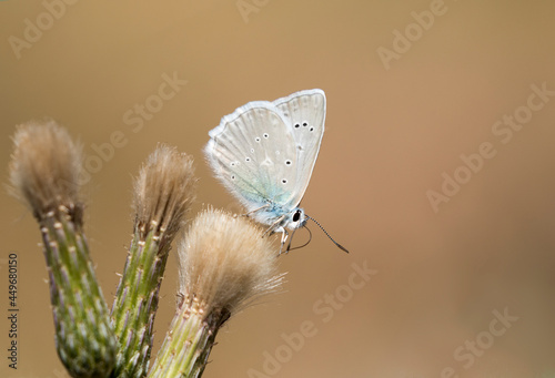 Meleager's Blue photo