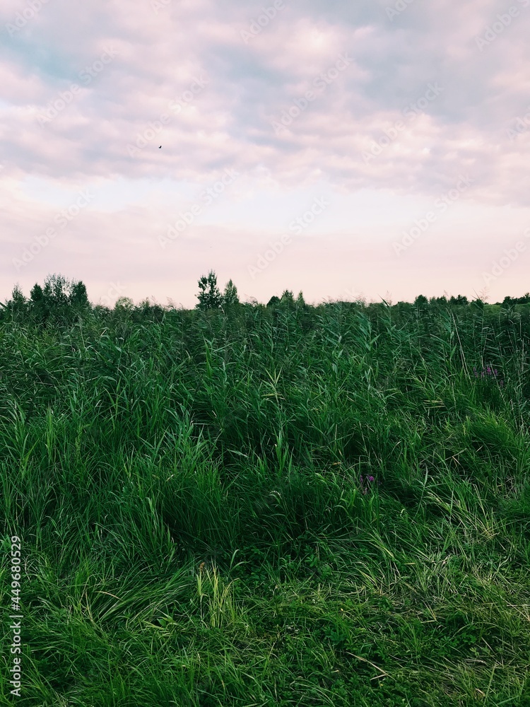 Obraz premium field and blue sky